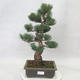 Bonsai im Freien - Pinus parviflora - kleinblumige Kiefer - 1/4