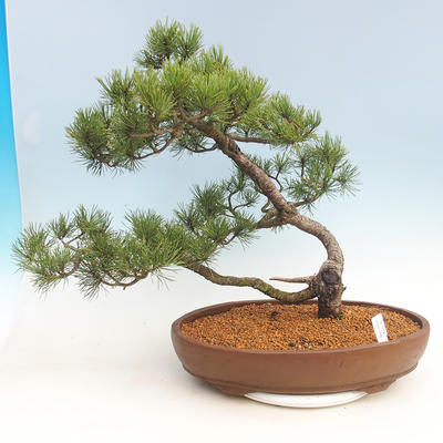 Bonsai im Freien - Pinus Mugo - kniende Kiefer - 1