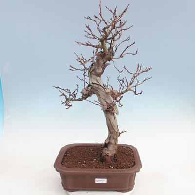 Outdoor-Bonsai Quercus - KIWI - Actinidia - 1