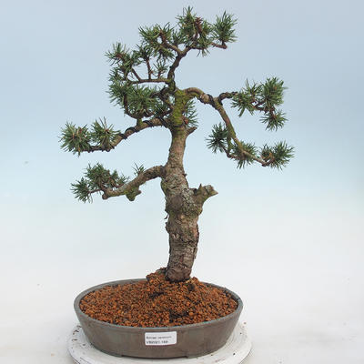 Bonsai im Freien - Pinus Mugo - kniende Kiefer - 1