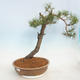 Bonsai im Freien - Pinus sylvestris - Waldkiefer - 1/5