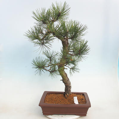 Bonsai im Freien - Pinus Nigra - Schwarzkiefer - 1