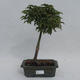 Bonsai im Freien - Acer palmatum Shishigashira - 1/2