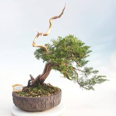 Bonsai im Freien - Juniperus chinensis Itoigawa - chinesischer Wacholder - 1