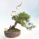 Bonsai im Freien - Juniperus chinensis Itoigawa - chinesischer Wacholder - 1/6