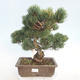 Bonsai im Freien - Pinus parviflora - kleinblumige Kiefer - 1/5