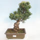 Bonsai im Freien - Pinus parviflora - kleinblumige Kiefer - 1/5