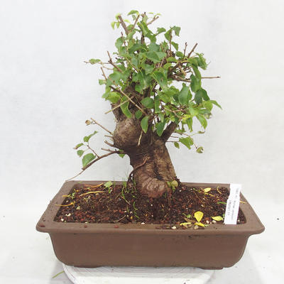 Outdoor Bonsai -Mahalebka - Prunus Mahaleb - 1