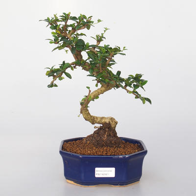 Zimmer Bonsai - Carmona macrophylla - Tea Fuki - 1