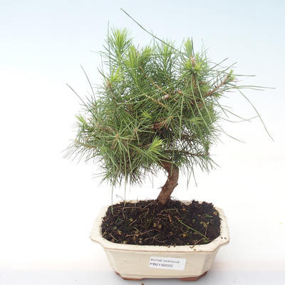 Indoor Bonsai-Pinus halepensis-Aleppo Kiefer PB2192022