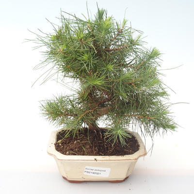 Indoor Bonsai-Pinus halepensis-Aleppo Kiefer PB2192021