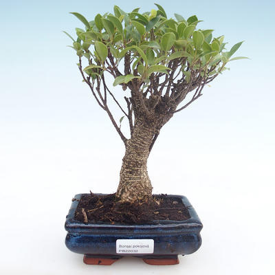 Innenbonsai - Ficus retusa - kleiner Blattficus PB22032 - 1