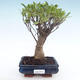 Innenbonsai - Ficus retusa - kleiner Blattficus PB22032 - 1/2