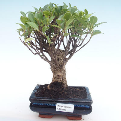 Innenbonsai - Ficus retusa - kleiner Blattficus PB22035 - 1