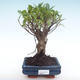 Innenbonsai - Ficus retusa - kleiner Blattficus PB22035 - 1/2