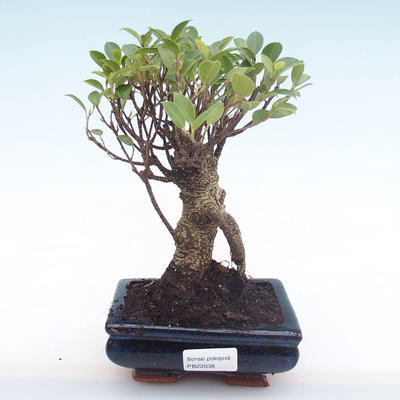 Innenbonsai - Ficus retusa - kleiner Blattficus PB22038 - 1