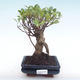 Innenbonsai - Ficus retusa - kleiner Blattficus PB22038 - 1/2