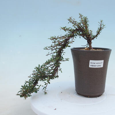 Outdoor-Bonsai-Cotoneaster microcarpa var.thymifolius-Skalník - 1