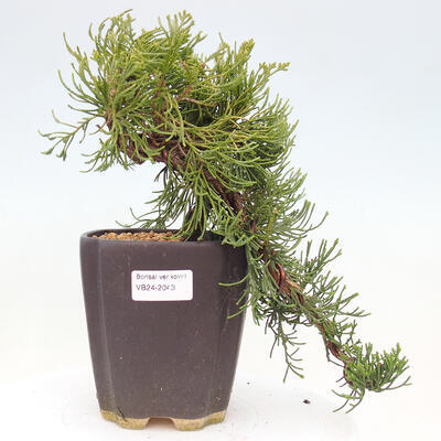 Bonsai im Freien - Juniperus chinensis Kaizuka - Chinesischer Wacholder