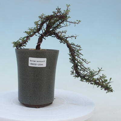 Outdoor-Bonsai-Cotoneaster microcarpa var.thymifolius-Skalník - 1