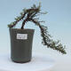 Outdoor-Bonsai-Cotoneaster microcarpa var.thymifolius-Skalník - 1/2