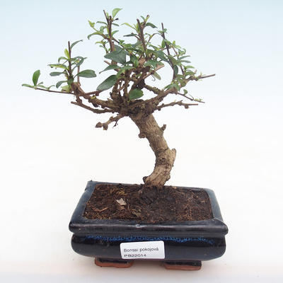 Innenbonsai - Carmona macrophylla - Tee fuki PB22014 - 1
