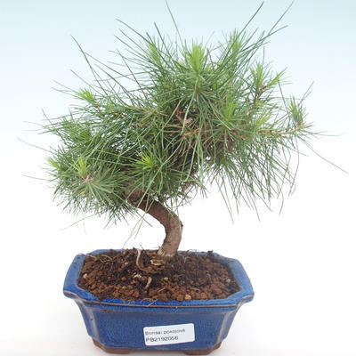 Indoor Bonsai-Pinus halepensis-Aleppo Kiefer PB2192056