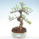 Innenbonsai - Ulmus parvifolia - kleine Blattulme PB22056 - 1/3