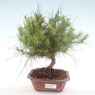 Indoor Bonsai-Pinus halepensis-Aleppo Kiefer PB2192057