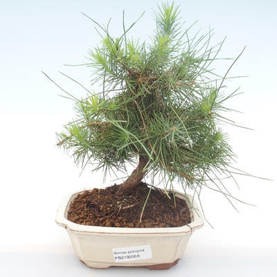 Indoor Bonsai-Pinus halepensis-Aleppo Kiefer PB2192059