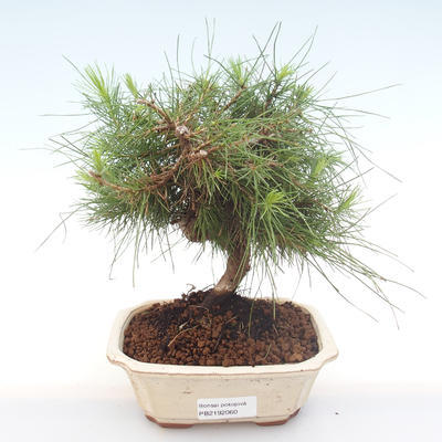 Indoor Bonsai-Pinus halepensis-Aleppo Kiefer PB2192060
