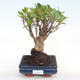 Innenbonsai - Ficus retusa - kleiner Blattficus PB22066 - 1/2