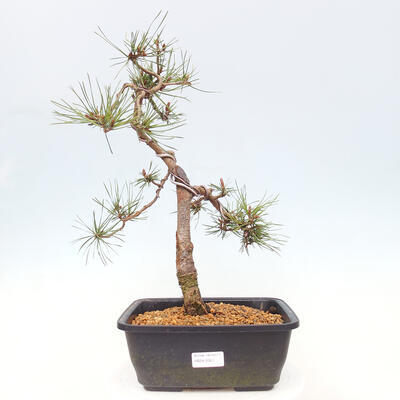 Bonsai im Freien - Pinus Sylvestris - Waldkiefer - 1