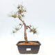 Bonsai im Freien - Pinus Sylvestris - Waldkiefer - 1/4