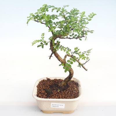 Indoor Bonsai - Zantoxylum piperitum - Pfefferbaum PB22076 - 1