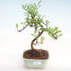 Indoor Bonsai - Zantoxylum piperitum - Pfefferbaum PB22080 - 1/4