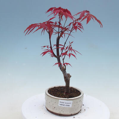 Outdoor-Bonsai - Ahorn palmatum Atropurpureum - Ahorn palmate - 1