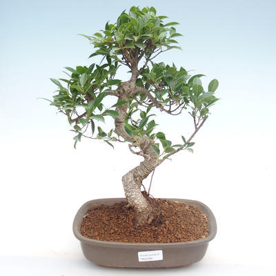 Innenbonsai - Ficus retusa - kleiner Blattficus PB22090 - 1
