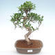 Innenbonsai - Ficus retusa - kleiner Blattficus PB22090 - 1/2