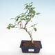 Indoor Bonsai - kleinblütiger Hibiskus PB22094 - 1/2