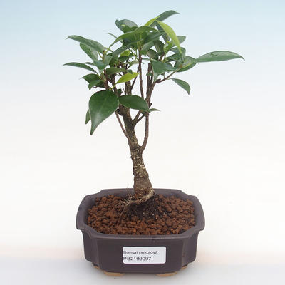 Innenbonsai - Ficus retusa - kleiner Blattficus PB2192097 - 1