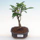 Innenbonsai - Ficus retusa - kleiner Blattficus PB2192097 - 1/2
