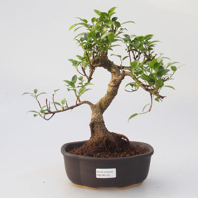 Raum-Bonsai - Ficus retusa - kleiner Ficus - 1