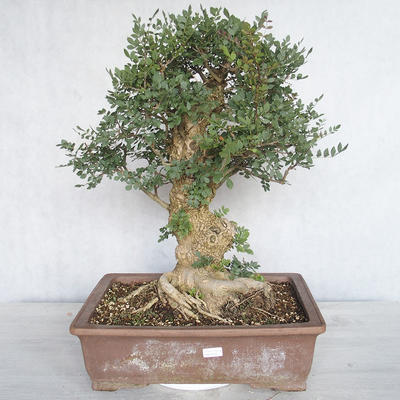 Innenbonsai - Fraxinus angustifolia - Innenasche - 1