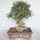 Innenbonsai - Fraxinus angustifolia - Innenasche - 1/4