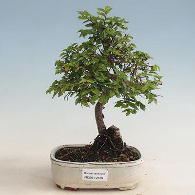 Outdoor-Bonsai-Ulmus parvifolia - Kleinblättriger Ton
