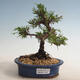 Outdoor-Bonsai - Juniperus chinensis Itoigawa-Chinesischer Wacholder - 1/2