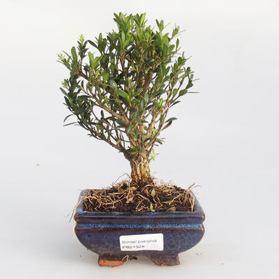 Zimmer Bonsai - Buxus harlandii - 1