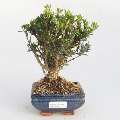 Zimmer Bonsai - Buxus harlandii - 1