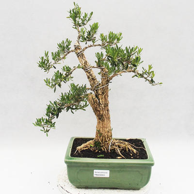 Indoor Bonsai - Buxus harlandii - Kork Buchsbaum - 1